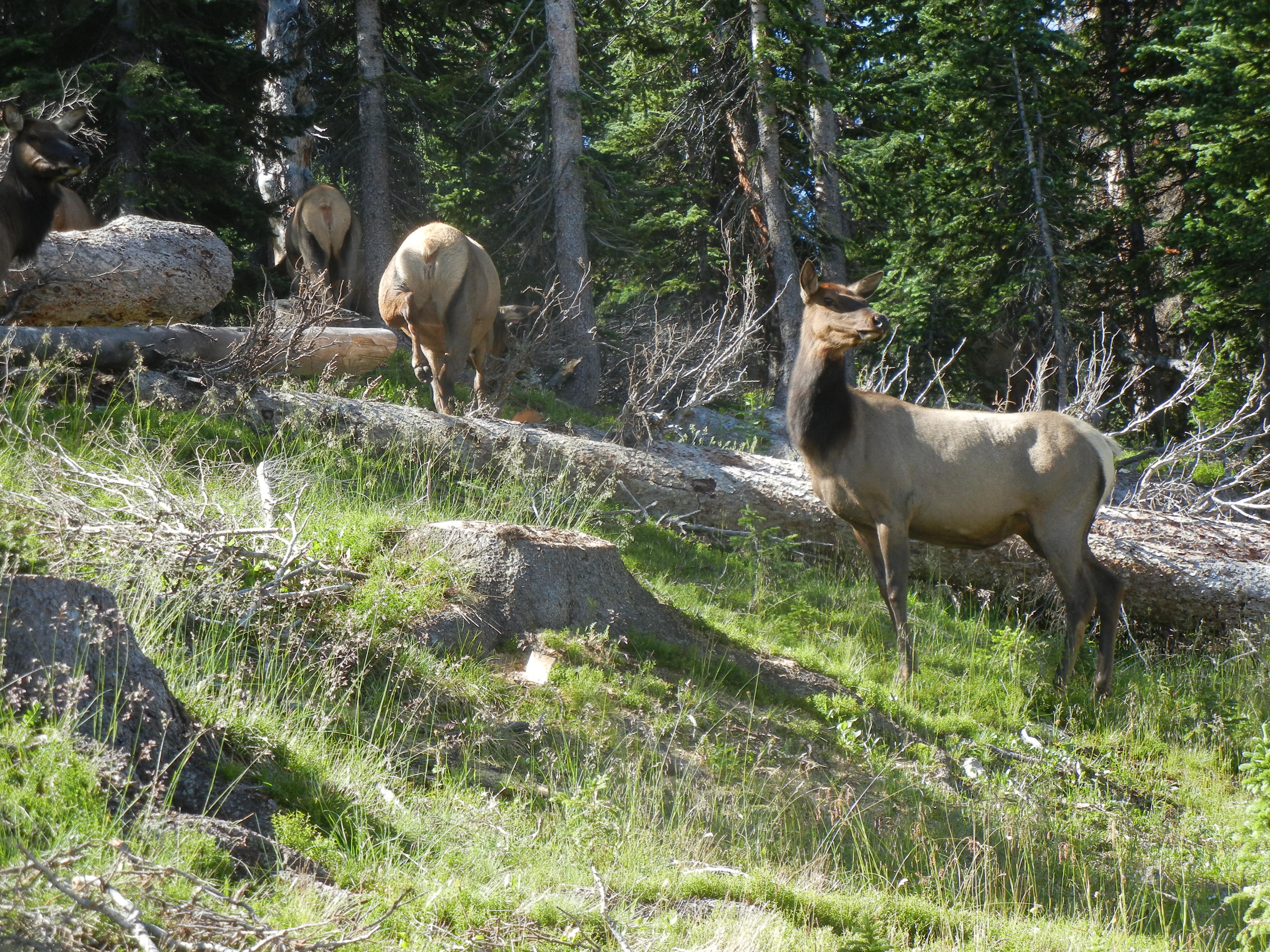 RMNP Elk