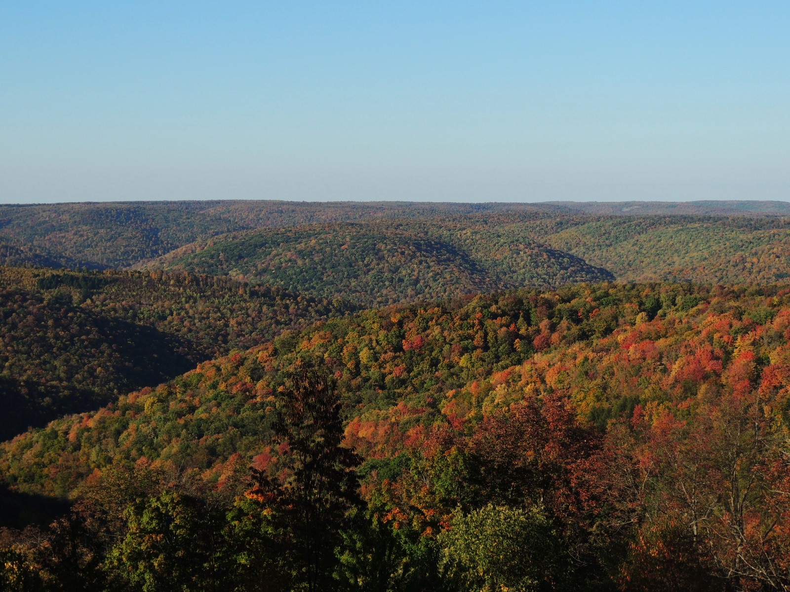 Susquehannock SF fall color