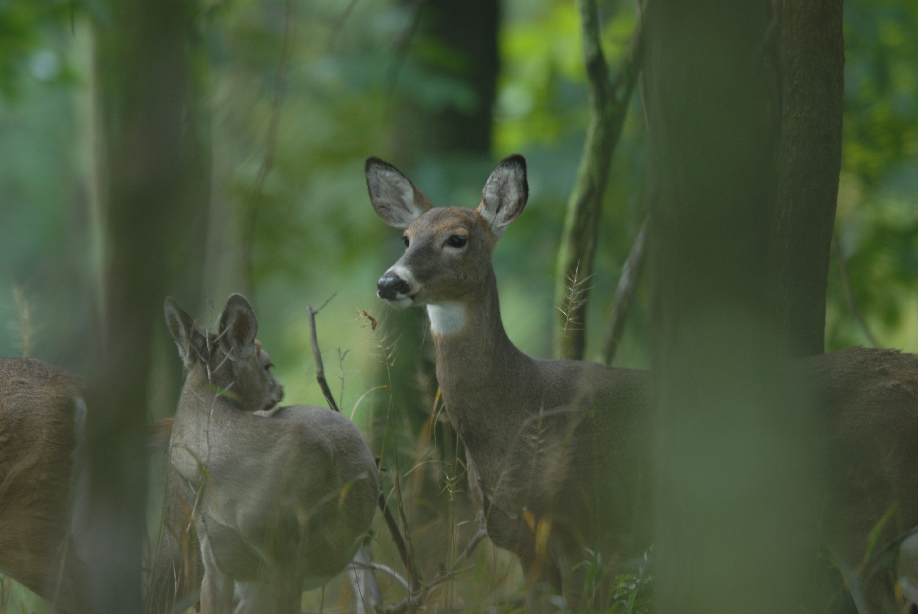 Deer-Forest Study