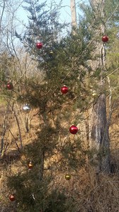 decorated tree in RR