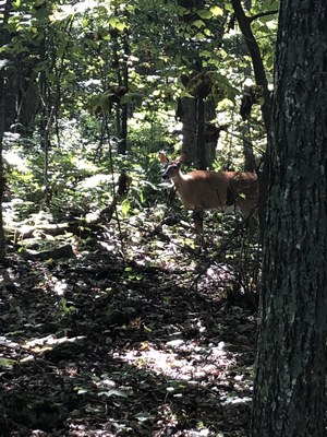 Shenandoah Deer1