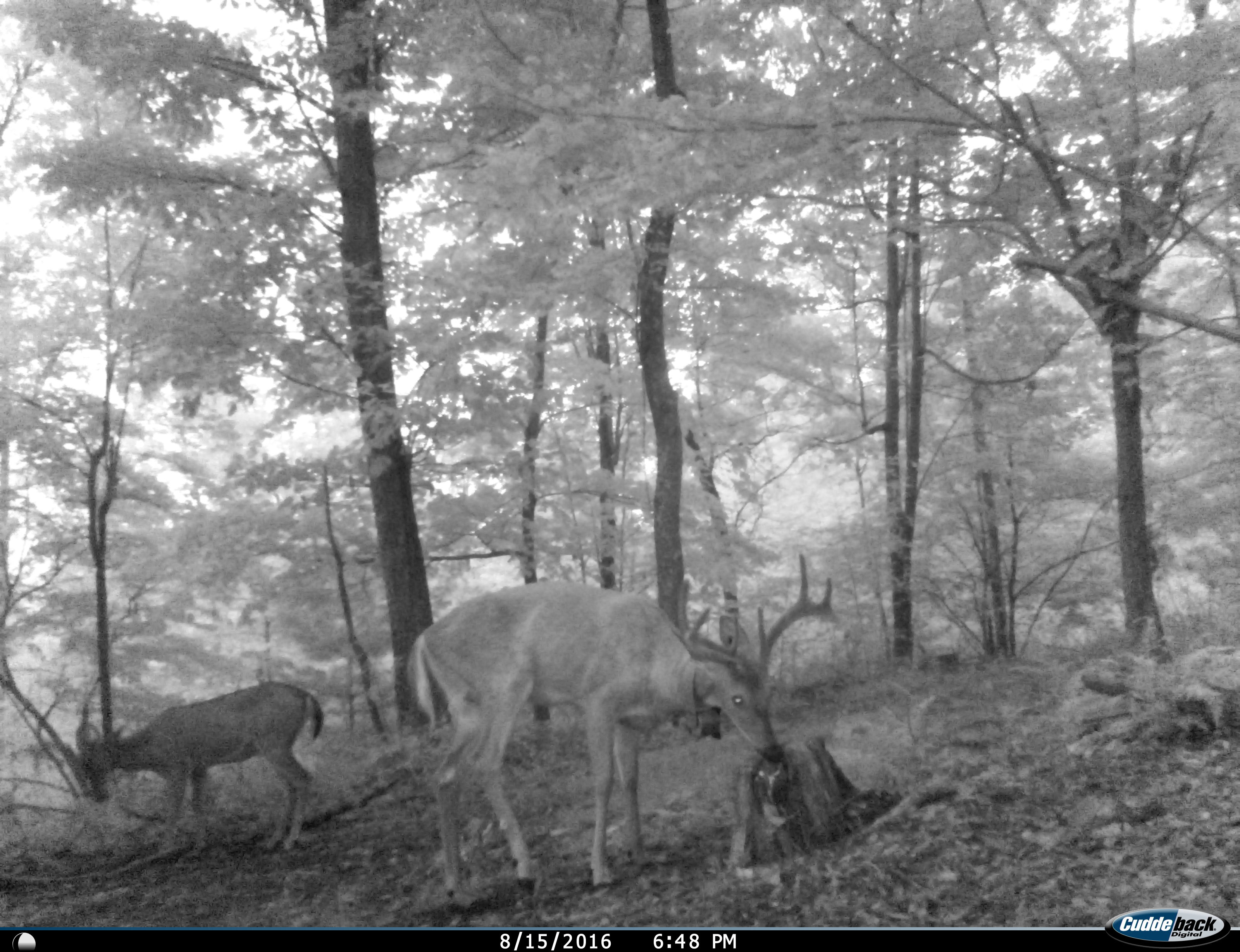 BS-Deer12776_3