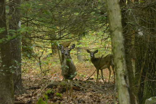 Boal Gap Deer