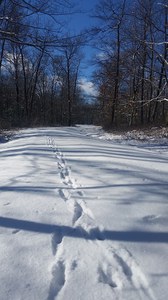 Deer tracks in snow