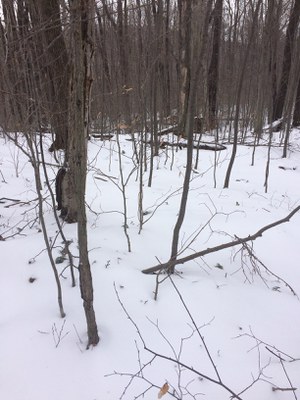 Dropped collar under snow