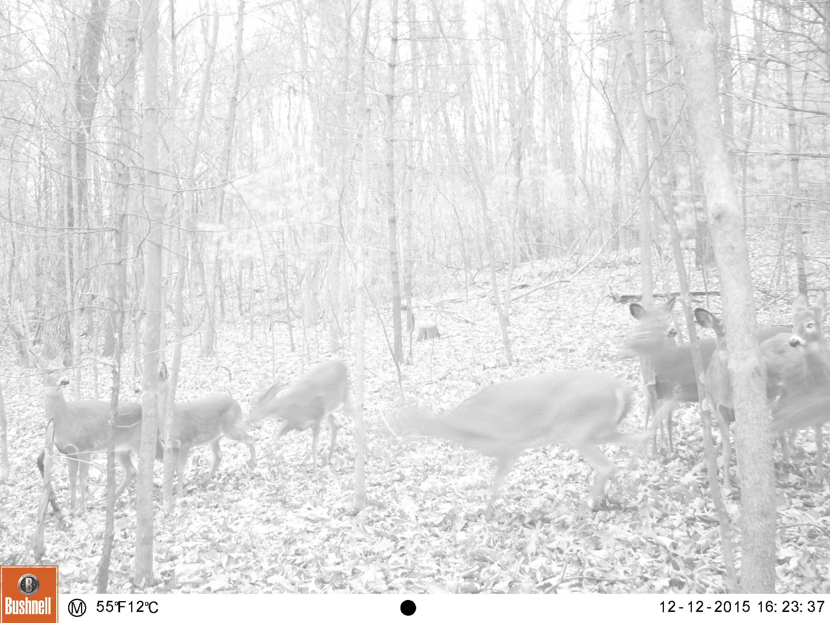 Deer-Forest Study