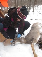 Erin removing deer jaw