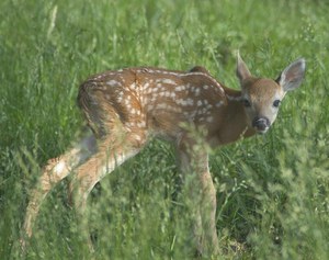 Deer-Forest Study