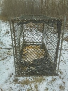 Fisher damage clover trap-cropped