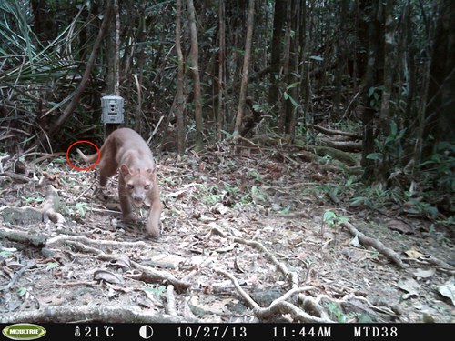 2013 Fosa