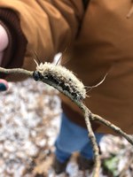 frozen caterpillar1