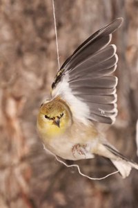 Goldfinch - R Arnold Balloons Blow