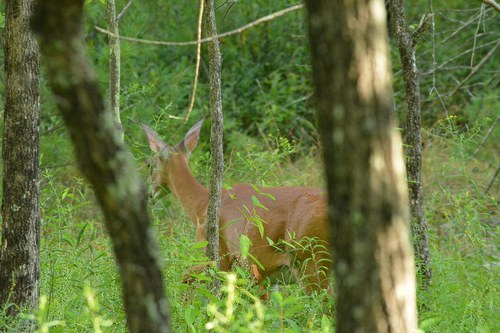 Deer-Forest Study