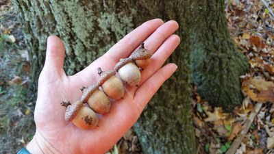 red oak acorns