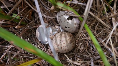 Hatched woodcock eggs