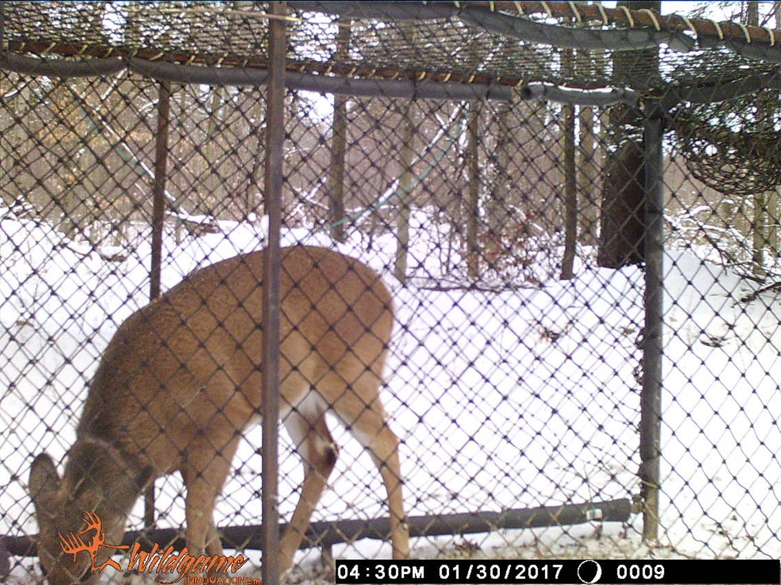 Houdini fawn