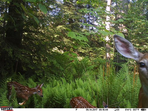 trail cam doe & fawn