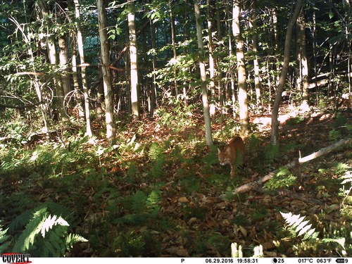 trail cam bobcat