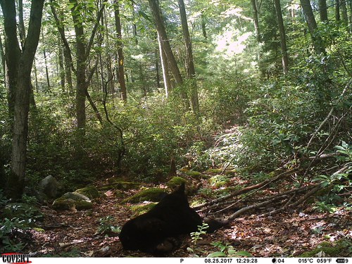 trail cam bear