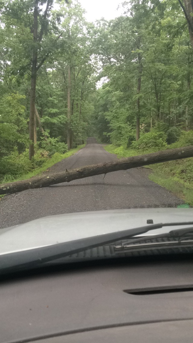 veg adven3-downed tree