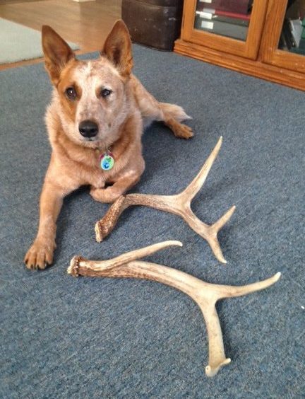Georgia the cattle dog with 2 shed antlers