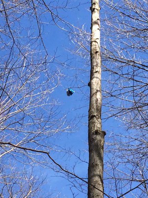 balloon in tree
