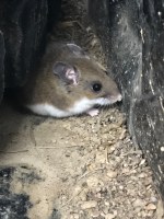 deer mouse