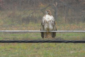 immature red-tailed hawk