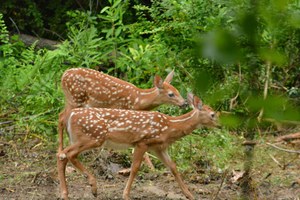 big fawns