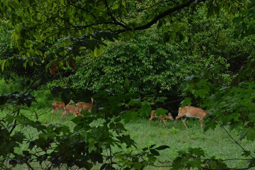 Deer-Forest Study