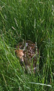 Milk chocolate fawn