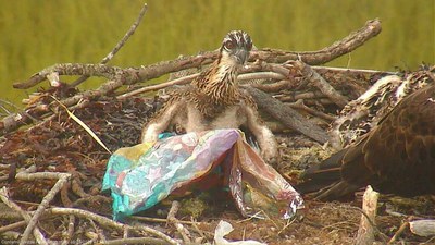 Osprey chick-Conserve wildlife of NJ