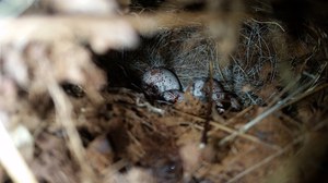 ovenbird nest