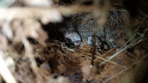 ovenbird nest