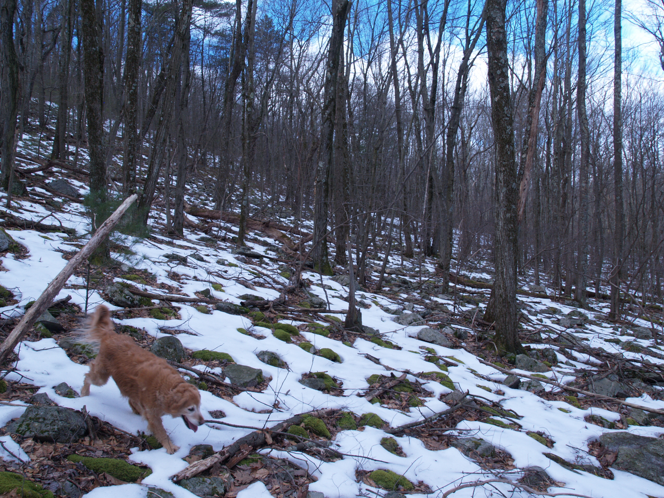 Deer-Forest Study
