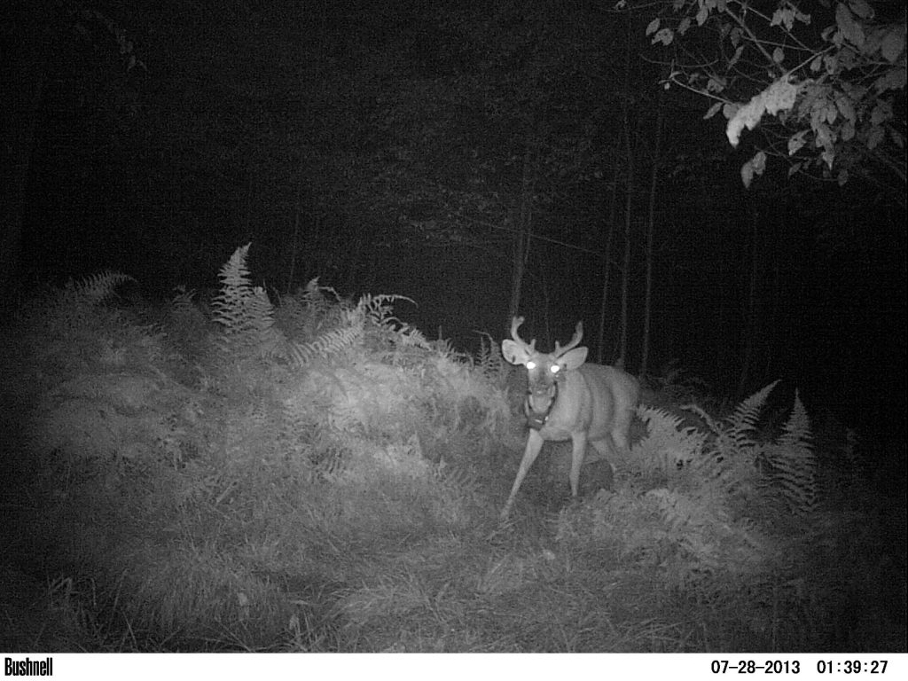 Collared buck 12786 looking at trail camera at night