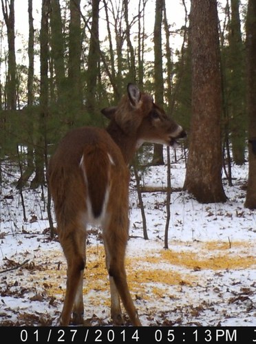 Deer-Forest Study