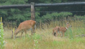 Phyllis the fawn