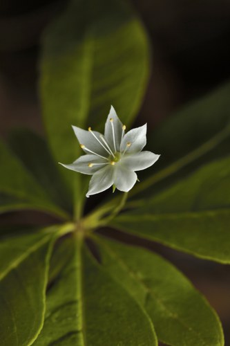 pic5-star flower