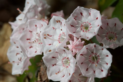 pic 8-mountain laurel