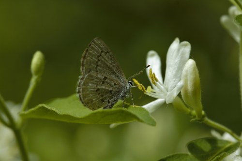 Veg Adven4-luna moth