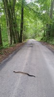 rattlesnake crossing