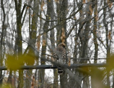 Red shouldered hawk