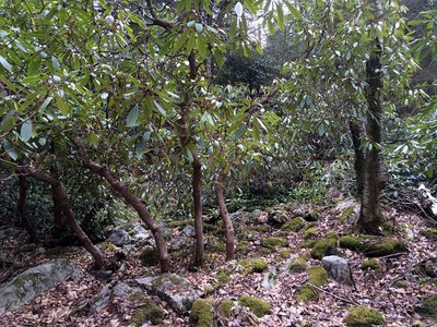 mountain laurel pellet transect