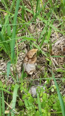 ruffed grouse chick