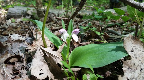 showy orchid