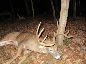 Buck11144-side