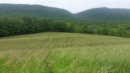 hay field trails
