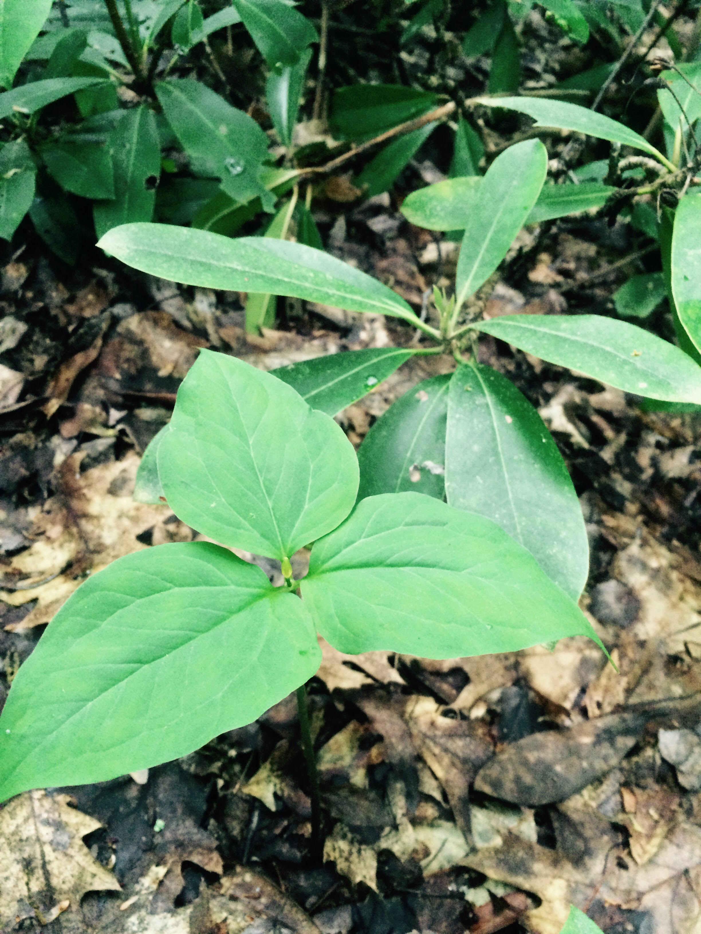 Veg Adven2-trillium