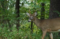 Yearling buck